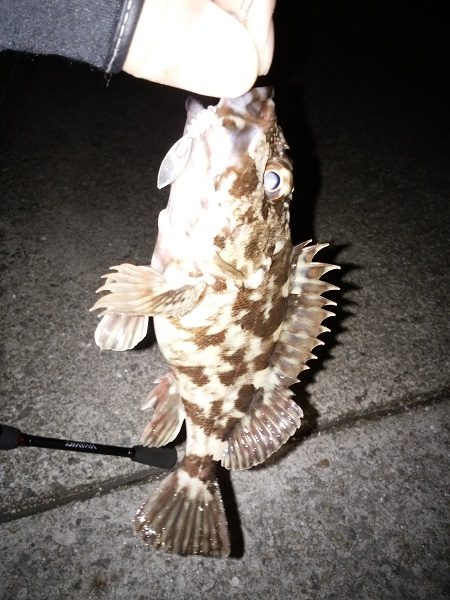 ガッシーは裏切らない