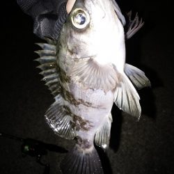 またシーバスが邪魔を…