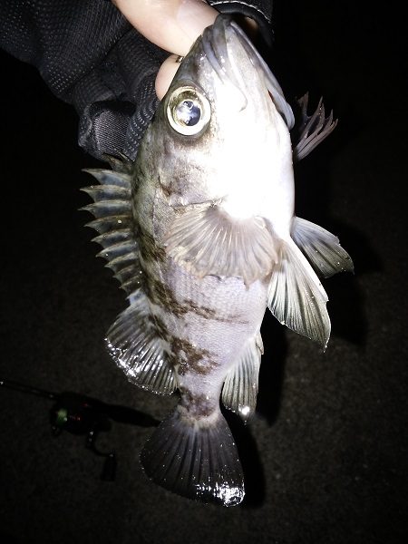 またシーバスが邪魔を…