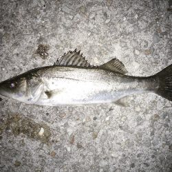 久しぶりの暖かい夜