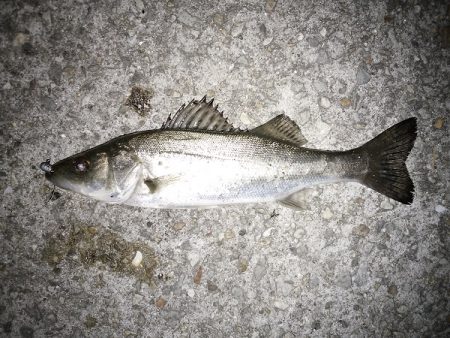 久しぶりの暖かい夜