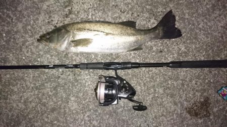 シーバスキャッチ