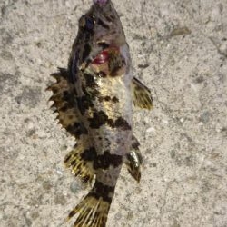 サイズが小さい