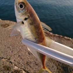 ゴールデンウィーク（GW）2018　大阪でオススメの釣り