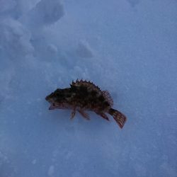 ヤリイカ狙いで……