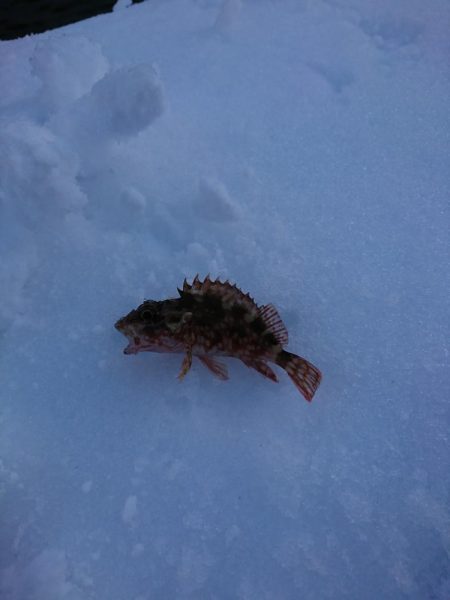 ヤリイカ狙いで……