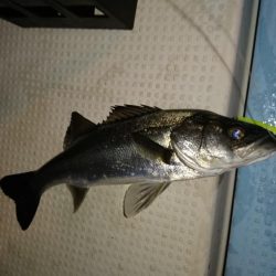 ボートシーバス