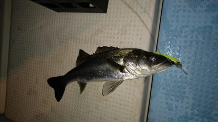 ボートシーバス