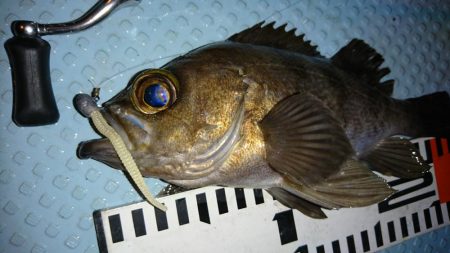 ボートメバリング