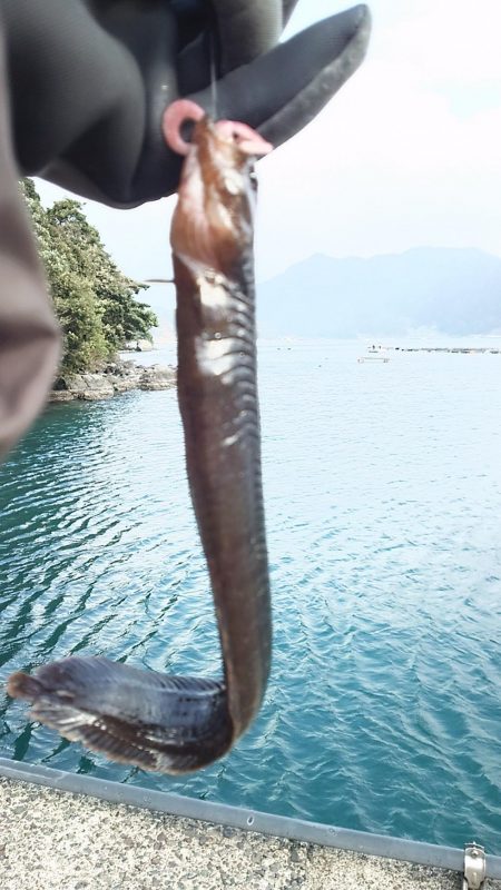 ギンポング！？