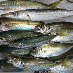 ショアジギノーバイト後、アジ爆釣♪