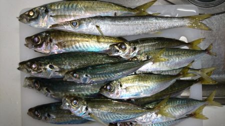 ショアジギノーバイト後、アジ爆釣♪