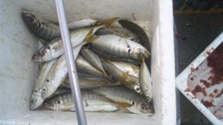 アジ釣れた