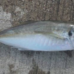 ゴールデンウィーク（GW）2018　和歌山でオススメの釣り