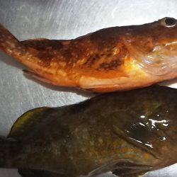 釣り始め鯛ラバ