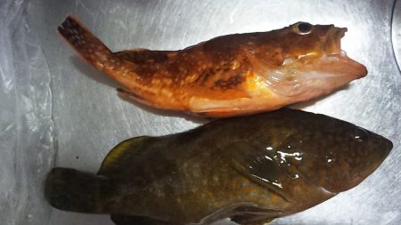 釣り始め鯛ラバ