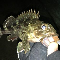 雨後の爆風釣行