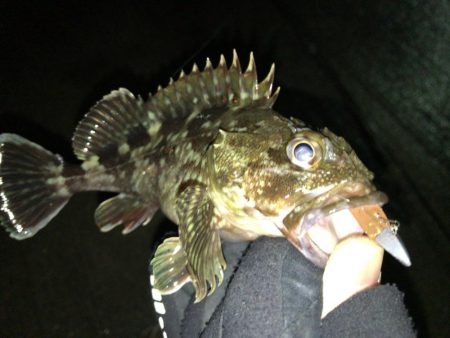 雨後の爆風釣行