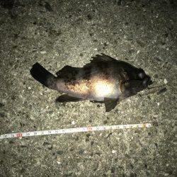 メバルプラッキング