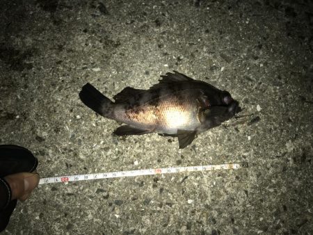 メバルプラッキング