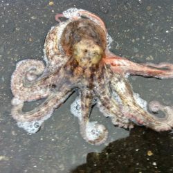 たこ焼きの為に