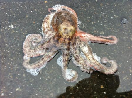 たこ焼きの為に