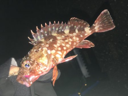 メバリングとガシリング