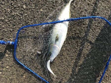 初青モノ 3回ヒット中2回バラし