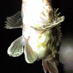 初釣りもガシラ調査