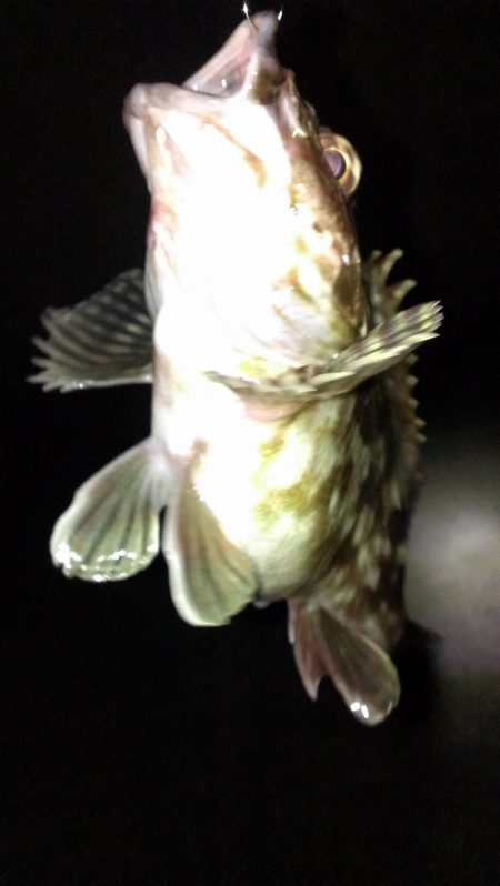 初釣りもガシラ調査