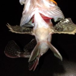 ボウズ逃れの１匹