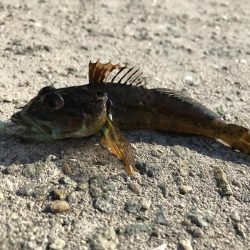 ニュータックルで初釣り。