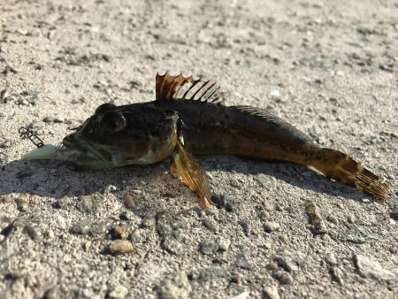 ニュータックルで初釣り。