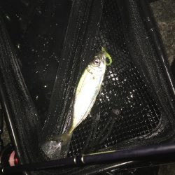 ダイワ　月下美人シリーズ　2017年12月投稿まとめ。