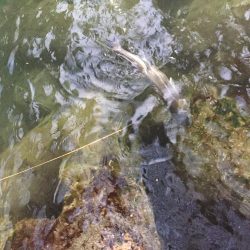 初釣り　初フィッシュ！