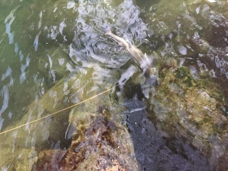 初釣り　初フィッシュ！