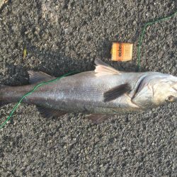 新居浜菊本護岸にてルアー釣り