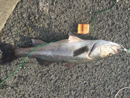 新居浜菊本護岸にてルアー釣り