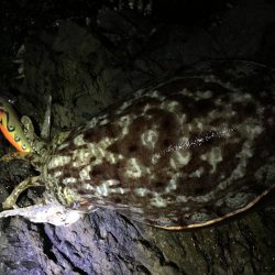 エギングの時期　和歌山の冬　2017エギング冬の投稿まとめ！②