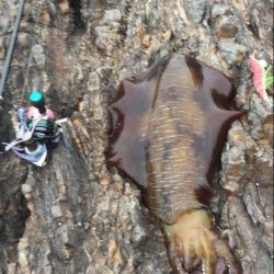 エメラルダス　ダイワのリールを使用したエギング　和歌山　2017春投稿まとめ！