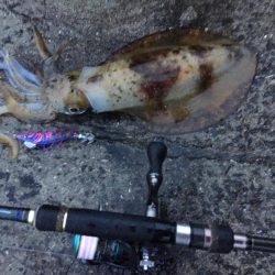 エギングの時期　和歌山の春　2017エギング春の投稿まとめ！②