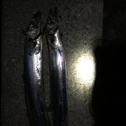 タッチー君、いました。