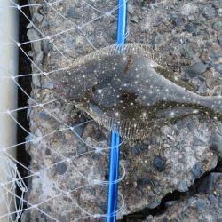 新年初釣りは不発