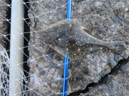 新年初釣りは不発