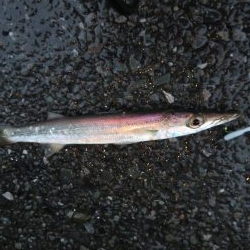 想定外の雨天釣行