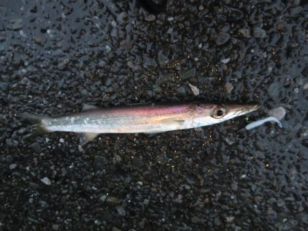 想定外の雨天釣行