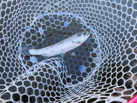 久しぶりの開成釣行は爆釣！