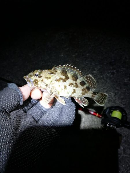 かもめ大橋＆フェリーターミナル