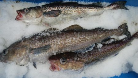 第二美丸　マダラ狙い