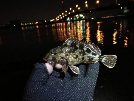 南港かもめ大橋のヘチ釣り（寒さに負けずにや…